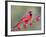 Northen Cardinal Perched on Branch, Texas, USA-Larry Ditto-Framed Photographic Print