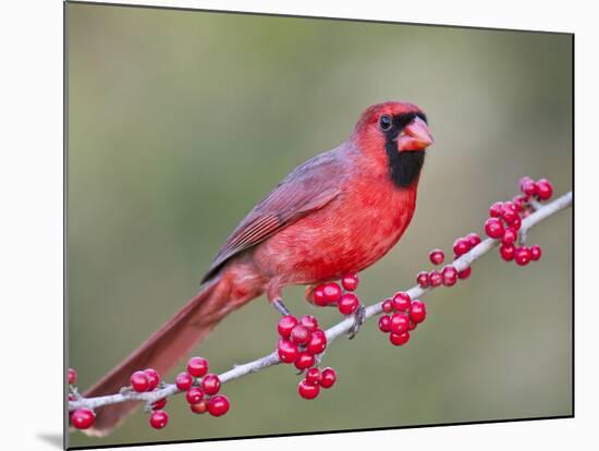 Northen Cardinal Perched on Branch, Texas, USA-Larry Ditto-Mounted Photographic Print