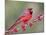 Northen Cardinal Perched on Branch, Texas, USA-Larry Ditto-Mounted Photographic Print