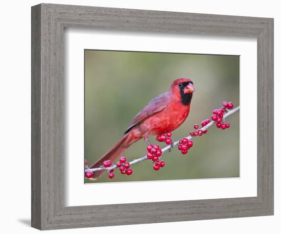 Northen Cardinal Perched on Branch, Texas, USA-Larry Ditto-Framed Photographic Print