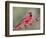 Northen Cardinal Perched on Branch, Texas, USA-Larry Ditto-Framed Photographic Print