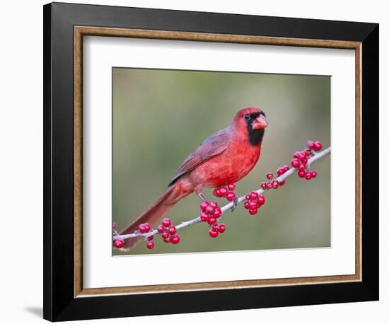 Northen Cardinal Perched on Branch, Texas, USA-Larry Ditto-Framed Photographic Print