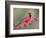 Northen Cardinal Perched on Branch, Texas, USA-Larry Ditto-Framed Photographic Print