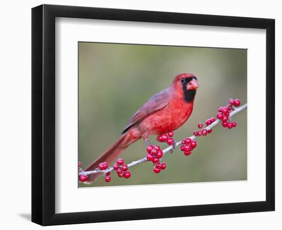 Northen Cardinal Perched on Branch, Texas, USA-Larry Ditto-Framed Photographic Print