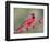 Northen Cardinal Perched on Branch, Texas, USA-Larry Ditto-Framed Photographic Print