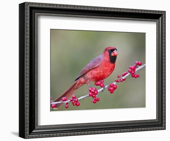 Northen Cardinal Perched on Branch, Texas, USA-Larry Ditto-Framed Photographic Print