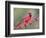 Northen Cardinal Perched on Branch, Texas, USA-Larry Ditto-Framed Photographic Print