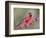 Northen Cardinal Perched on Branch, Texas, USA-Larry Ditto-Framed Photographic Print