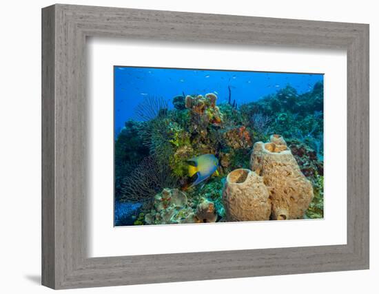 Northern Bahamas, Caribbean-Stuart Westmorland-Framed Photographic Print