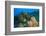 Northern Bahamas, Caribbean-Stuart Westmorland-Framed Photographic Print