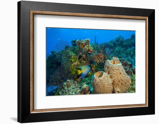 Northern Bahamas, Caribbean-Stuart Westmorland-Framed Photographic Print