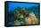 Northern Bahamas, Caribbean-Stuart Westmorland-Framed Premier Image Canvas