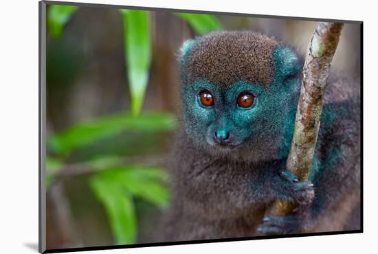 Northern Bamboo Lemur - Hapalemur Occidentalis, close up Madagascar Nature-mirecca-Mounted Photographic Print