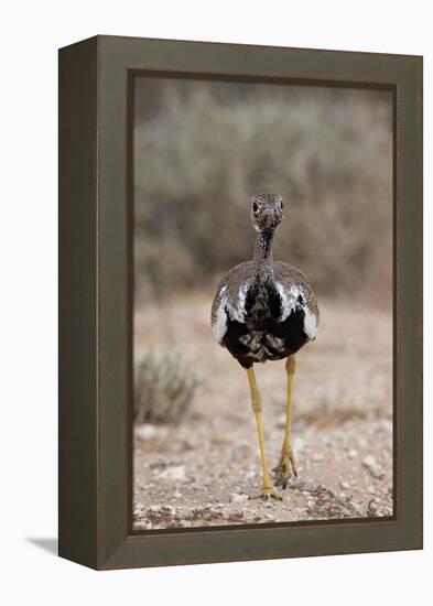 Northern Black Korhaan (Eupodotis Afraoides)-James Hager-Framed Premier Image Canvas