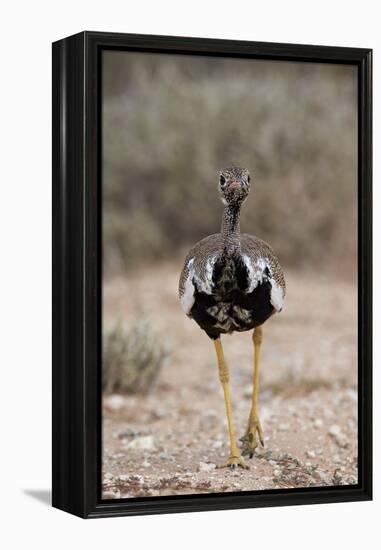 Northern Black Korhaan (Eupodotis Afraoides)-James Hager-Framed Premier Image Canvas