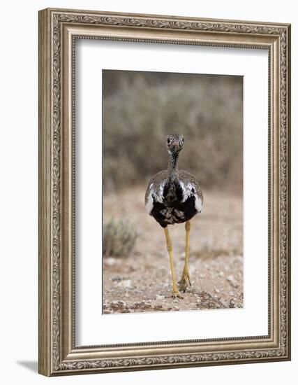 Northern Black Korhaan (Eupodotis Afraoides)-James Hager-Framed Photographic Print