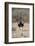 Northern Black Korhaan (Eupodotis Afraoides)-James Hager-Framed Photographic Print