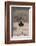 Northern Black Korhaan (Eupodotis Afraoides)-James Hager-Framed Photographic Print