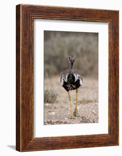 Northern Black Korhaan (Eupodotis Afraoides)-James Hager-Framed Photographic Print