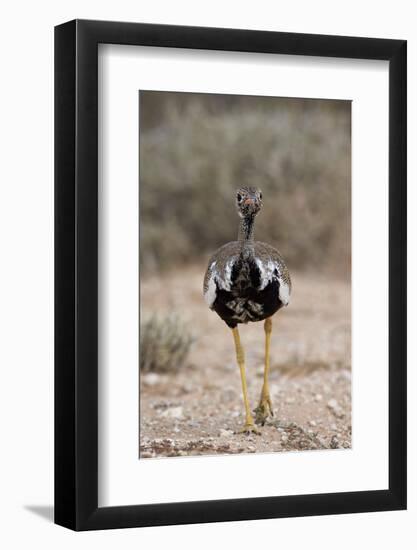 Northern Black Korhaan (Eupodotis Afraoides)-James Hager-Framed Photographic Print