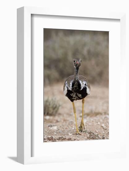 Northern Black Korhaan (Eupodotis Afraoides)-James Hager-Framed Photographic Print