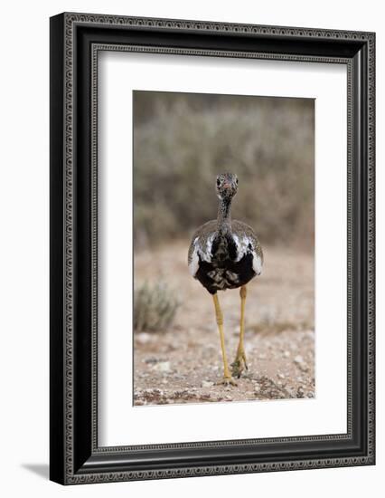 Northern Black Korhaan (Eupodotis Afraoides)-James Hager-Framed Photographic Print