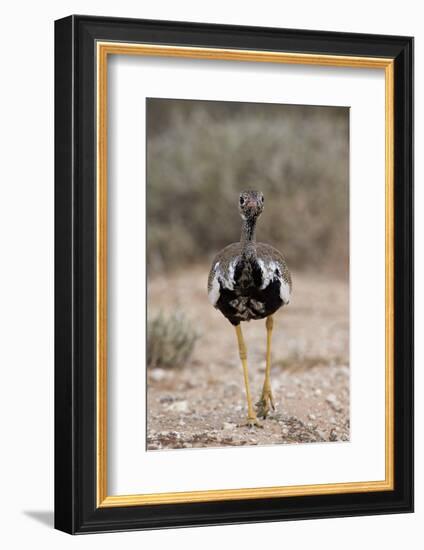 Northern Black Korhaan (Eupodotis Afraoides)-James Hager-Framed Photographic Print