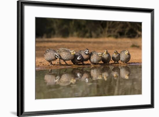 Northern Bobwhite, Colinus virgianus, covey drinking-Larry Ditto-Framed Premium Photographic Print