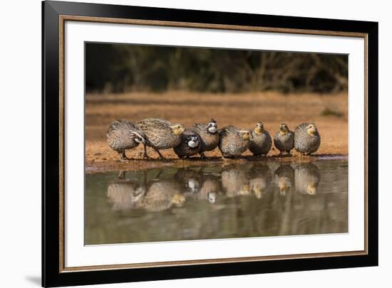 Northern Bobwhite, Colinus virgianus, covey drinking-Larry Ditto-Framed Premium Photographic Print