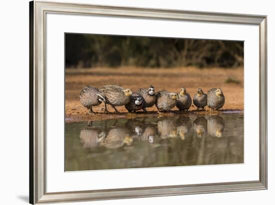 Northern Bobwhite, Colinus virgianus, covey drinking-Larry Ditto-Framed Premium Photographic Print