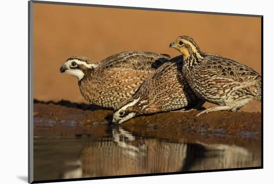 Northern Bobwhite (Colinus virginianus) drinking-Larry Ditto-Mounted Photographic Print