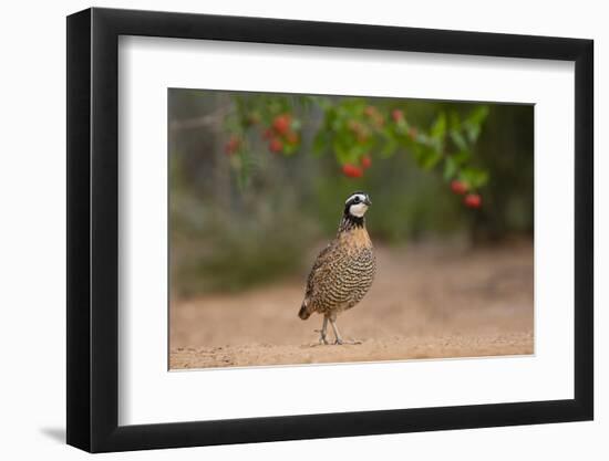 Northern Bobwhite (Colinus virginianus) feeding-Larry Ditto-Framed Photographic Print