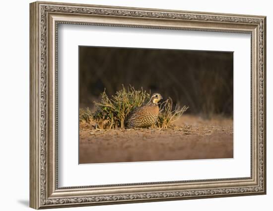 Northern Bobwhite (Colinus virginianus) female hiding-Larry Ditto-Framed Photographic Print