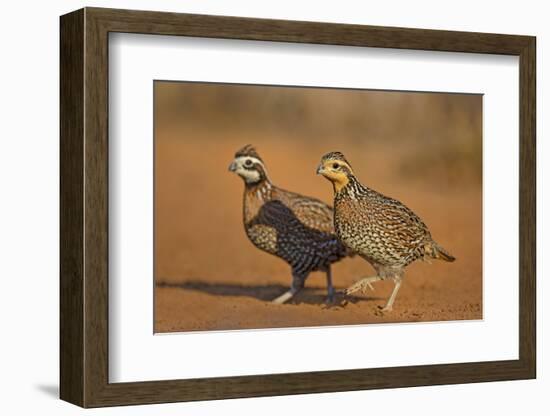 Northern Bobwhite (Colinus virginianus) pair-Larry Ditto-Framed Photographic Print