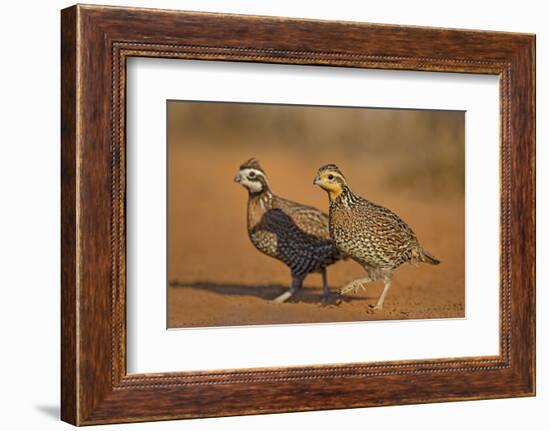 Northern Bobwhite (Colinus virginianus) pair-Larry Ditto-Framed Photographic Print