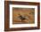 Northern Bobwhite (Colinus virginianus) pair-Larry Ditto-Framed Photographic Print