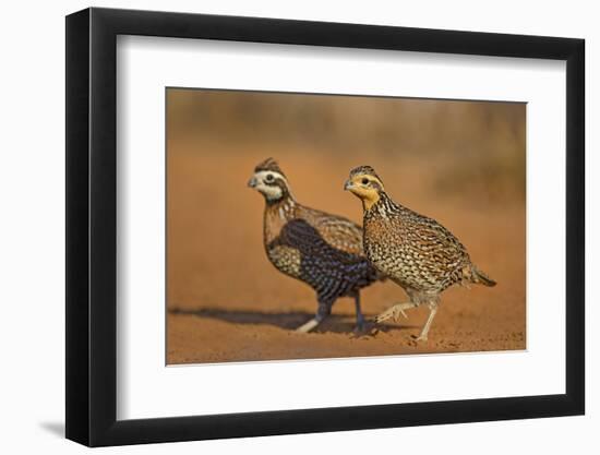 Northern Bobwhite (Colinus virginianus) pair-Larry Ditto-Framed Photographic Print