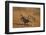 Northern Bobwhite (Colinus virginianus) pair-Larry Ditto-Framed Photographic Print