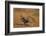 Northern Bobwhite (Colinus virginianus) pair-Larry Ditto-Framed Photographic Print