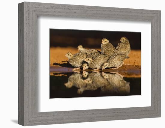 Northern Bobwhite (Colinus Virginianus) Young Drinking-Larry Ditto-Framed Photographic Print