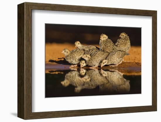 Northern Bobwhite (Colinus Virginianus) Young Drinking-Larry Ditto-Framed Photographic Print