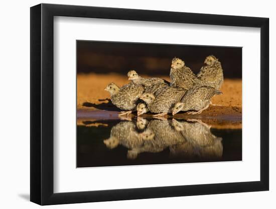 Northern Bobwhite (Colinus Virginianus) Young Drinking-Larry Ditto-Framed Photographic Print