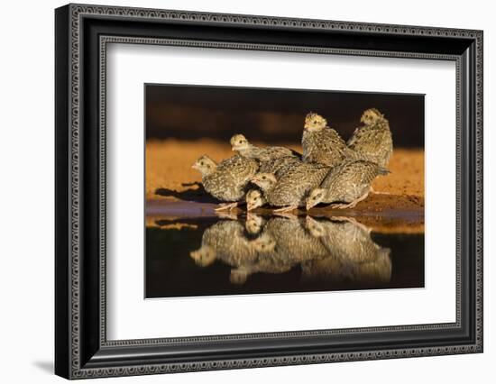 Northern Bobwhite (Colinus Virginianus) Young Drinking-Larry Ditto-Framed Photographic Print