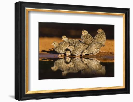 Northern Bobwhite (Colinus Virginianus) Young Drinking-Larry Ditto-Framed Photographic Print