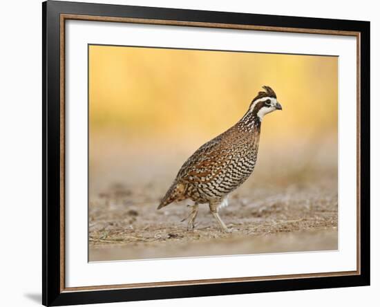 Northern Bobwhite Quail, Texas, USA-Larry Ditto-Framed Photographic Print