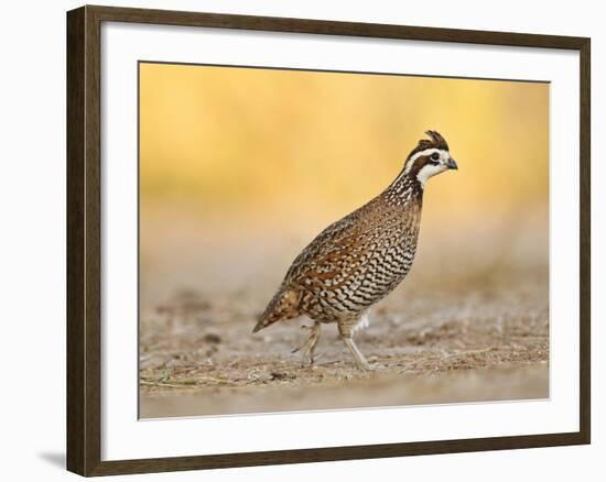 Northern Bobwhite Quail, Texas, USA-Larry Ditto-Framed Photographic Print