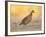 Northern Bobwhite Quail, Texas, USA-Larry Ditto-Framed Photographic Print