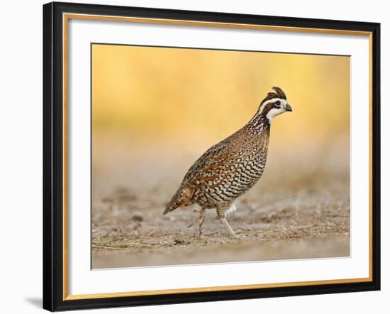 Northern Bobwhite Quail, Texas, USA-Larry Ditto-Framed Photographic Print