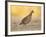 Northern Bobwhite Quail, Texas, USA-Larry Ditto-Framed Photographic Print