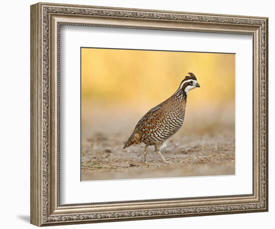 Northern Bobwhite Quail, Texas, USA-Larry Ditto-Framed Photographic Print